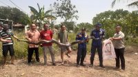 Ular sanca tujuh meter dievakuasi dari kebun warga di Tangerang